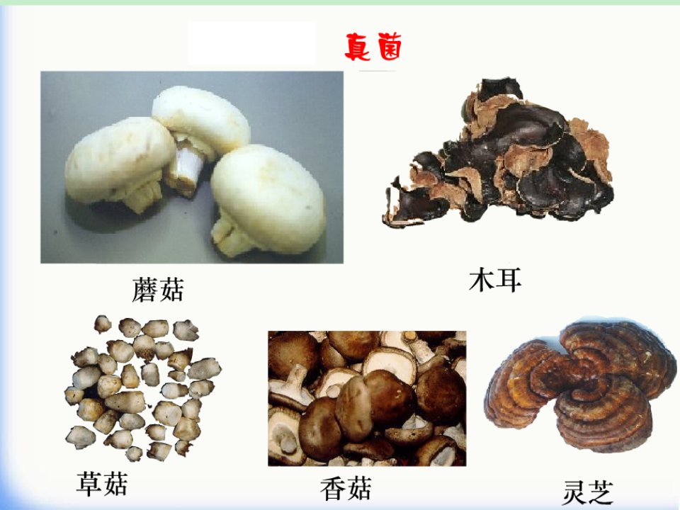 八年级生物上册第五单元第四章第一节细菌和真菌的分布课件新人教版49张全国通用