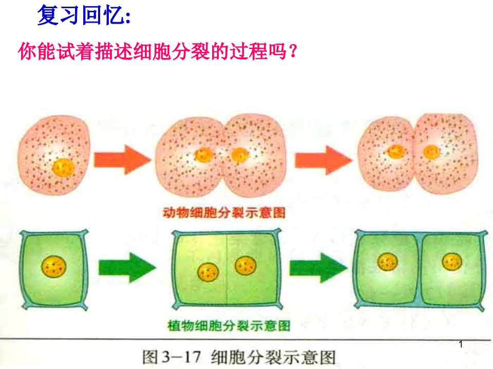 生物体的结构层次复习课ppt课件