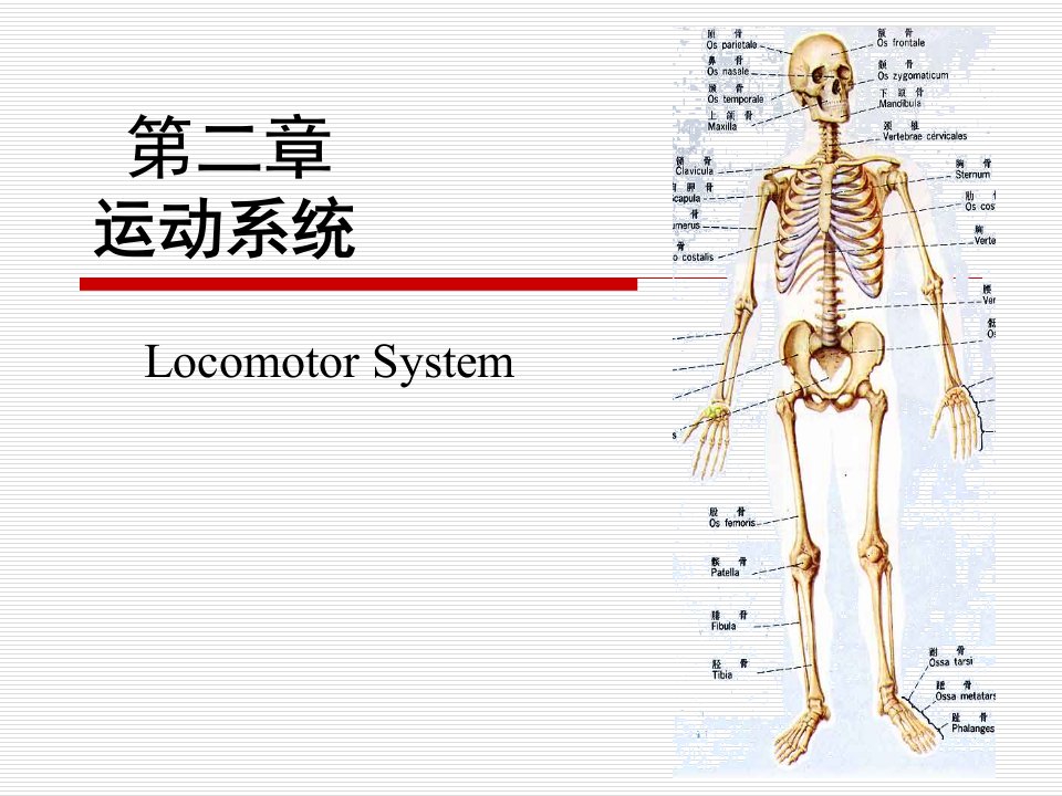 第二章运动系统(1)