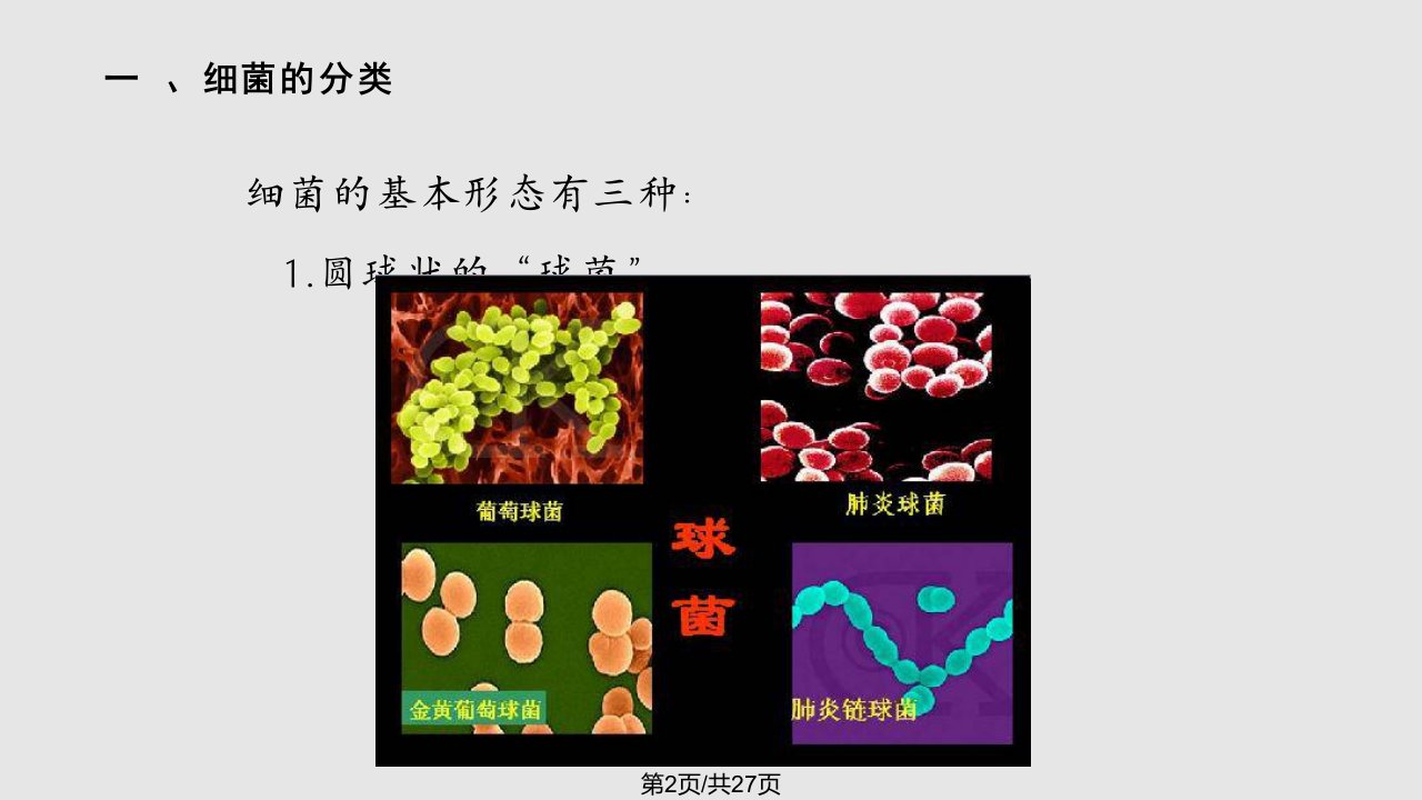 小学生细菌科普