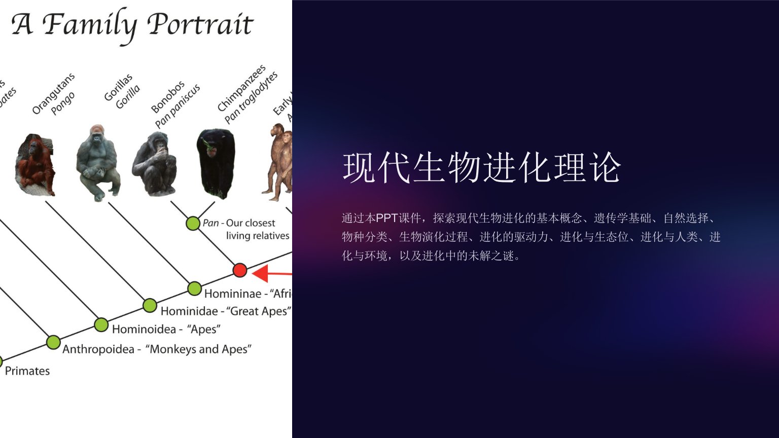 《现代生物进化理论》课件