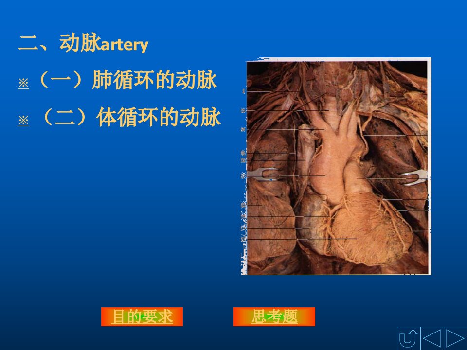 《动脉解剖学》PPT课件