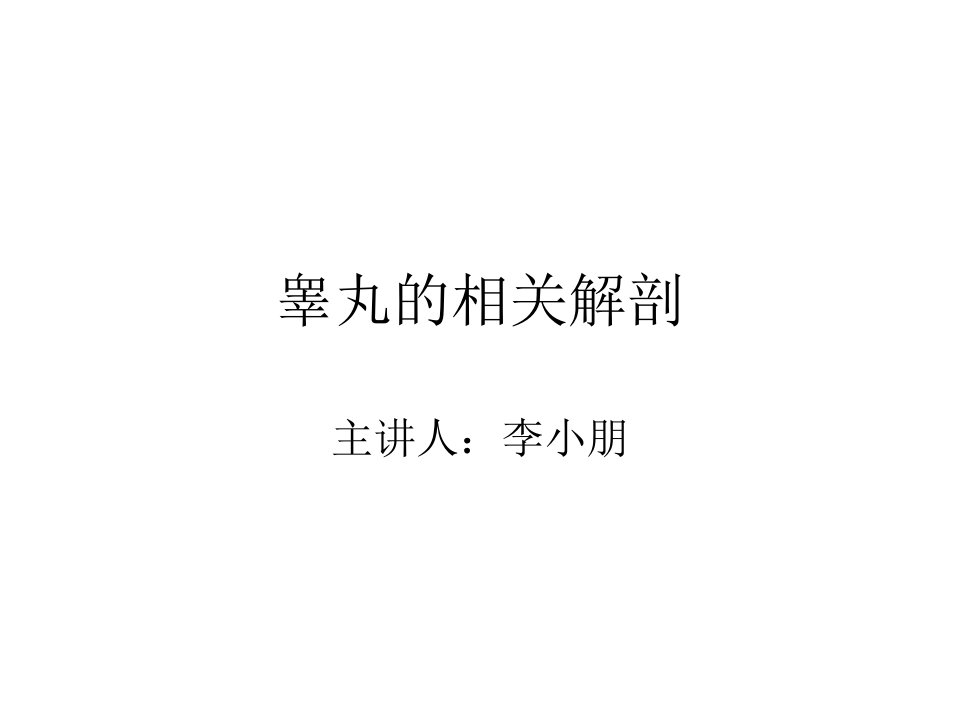 睾丸解剖