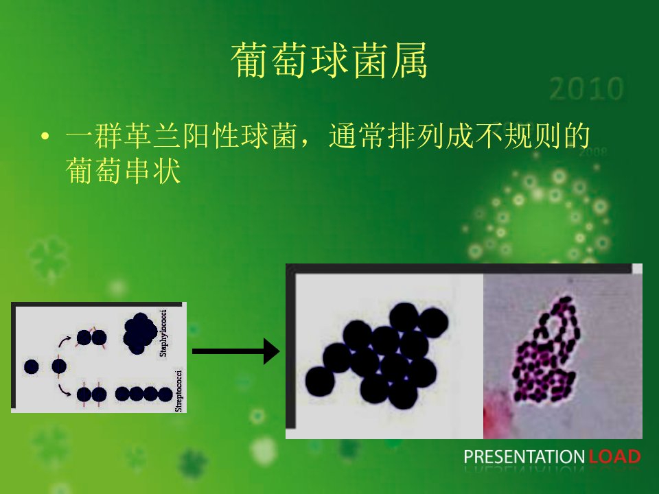 最新常见病原菌复习中职PPT课件