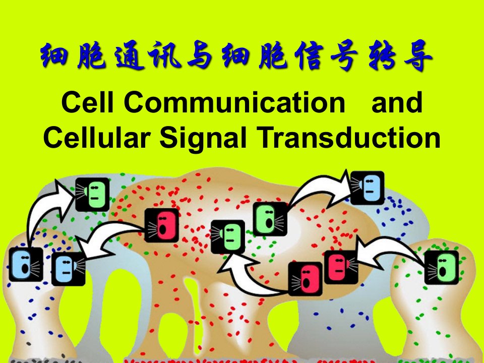 分子生物学9细胞通信