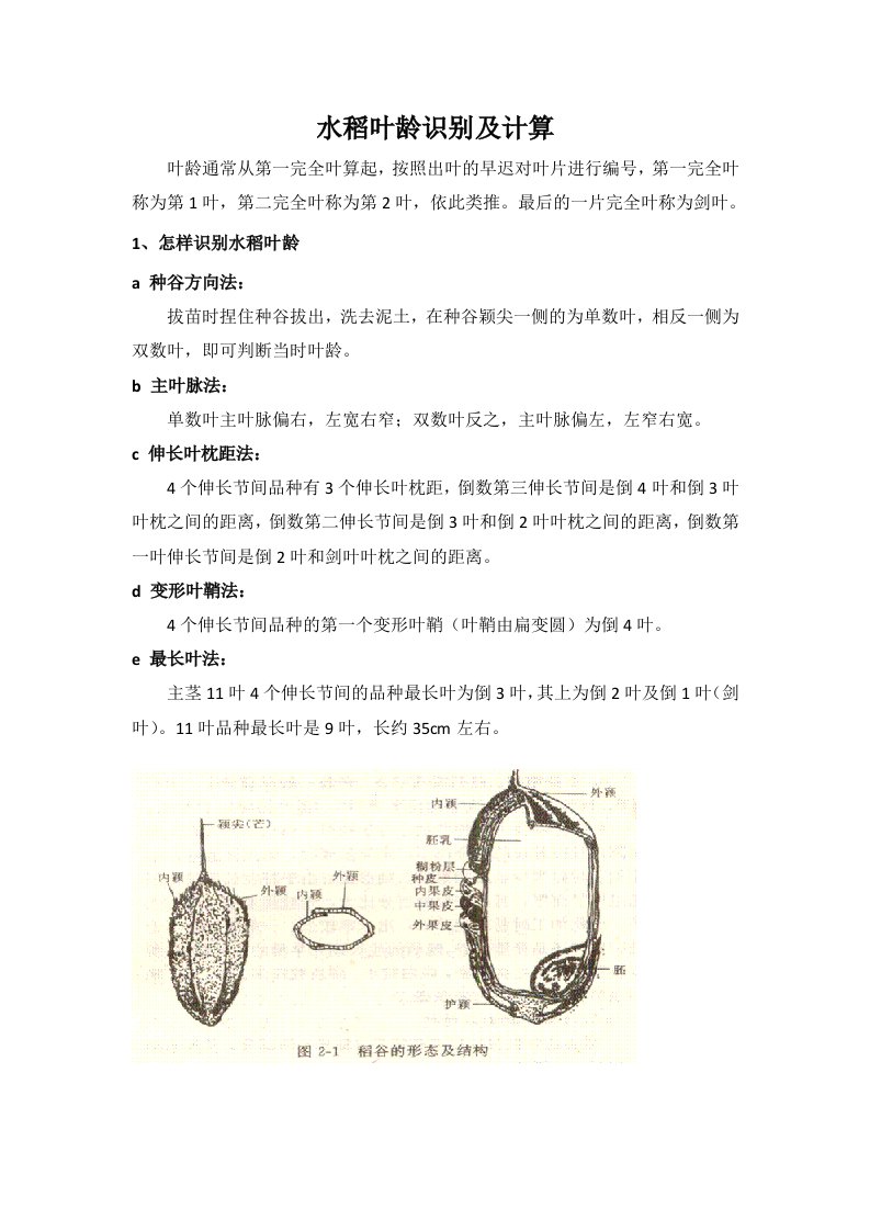 水稻叶龄识别及计算