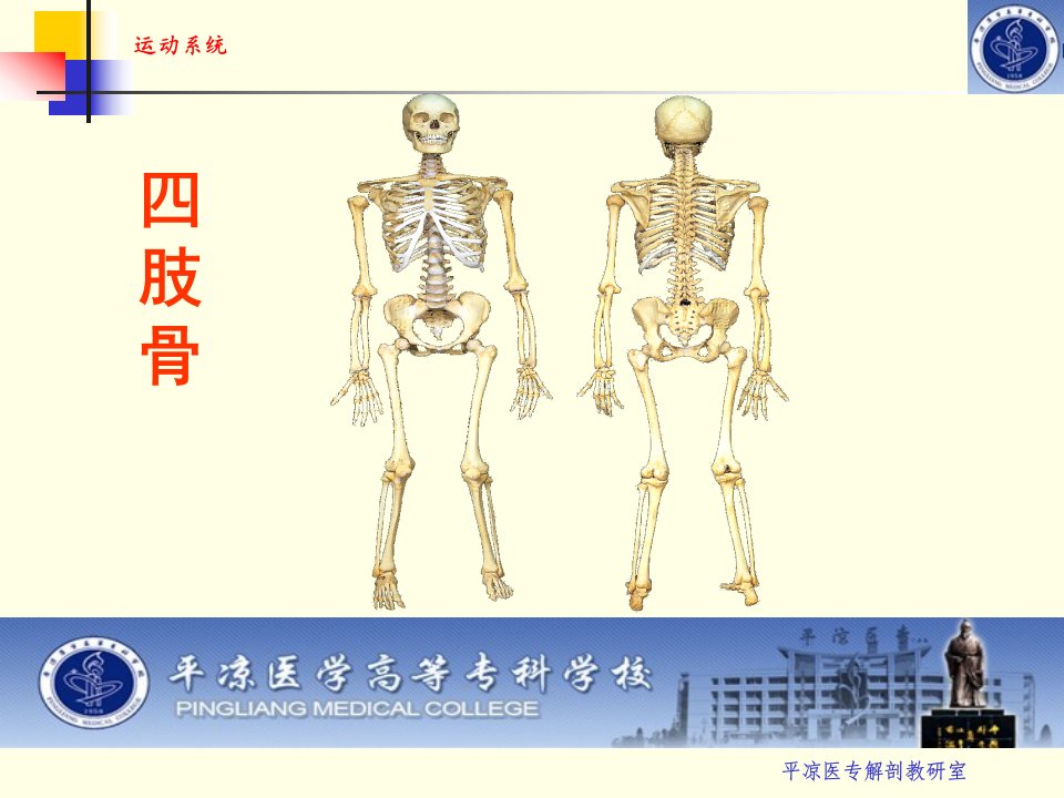 人体解剖学-四肢骨图文