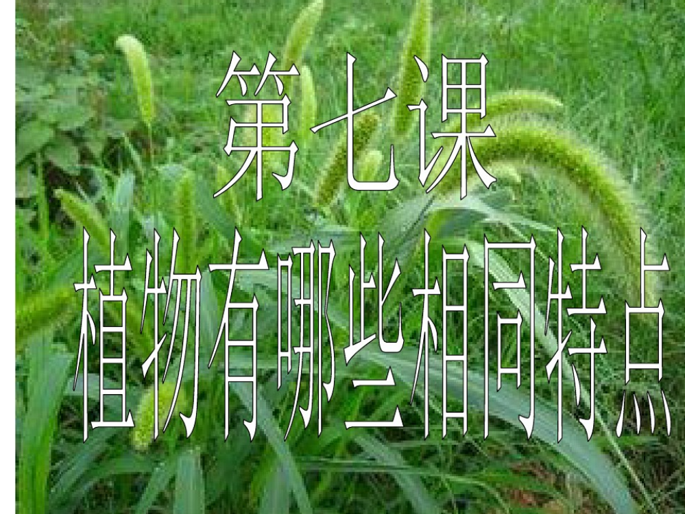 三年级上册植物的叶有哪些相同点