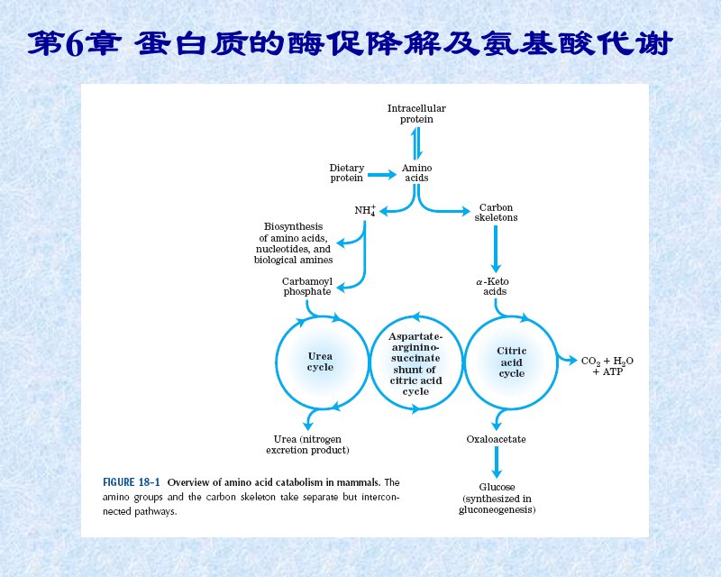 第7章蛋白质的酶促降解及氨基酸代谢