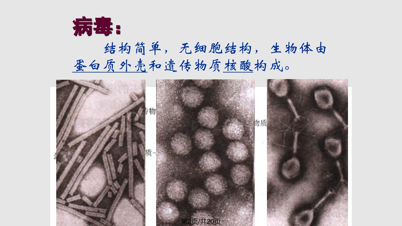 神奇的微生物课件