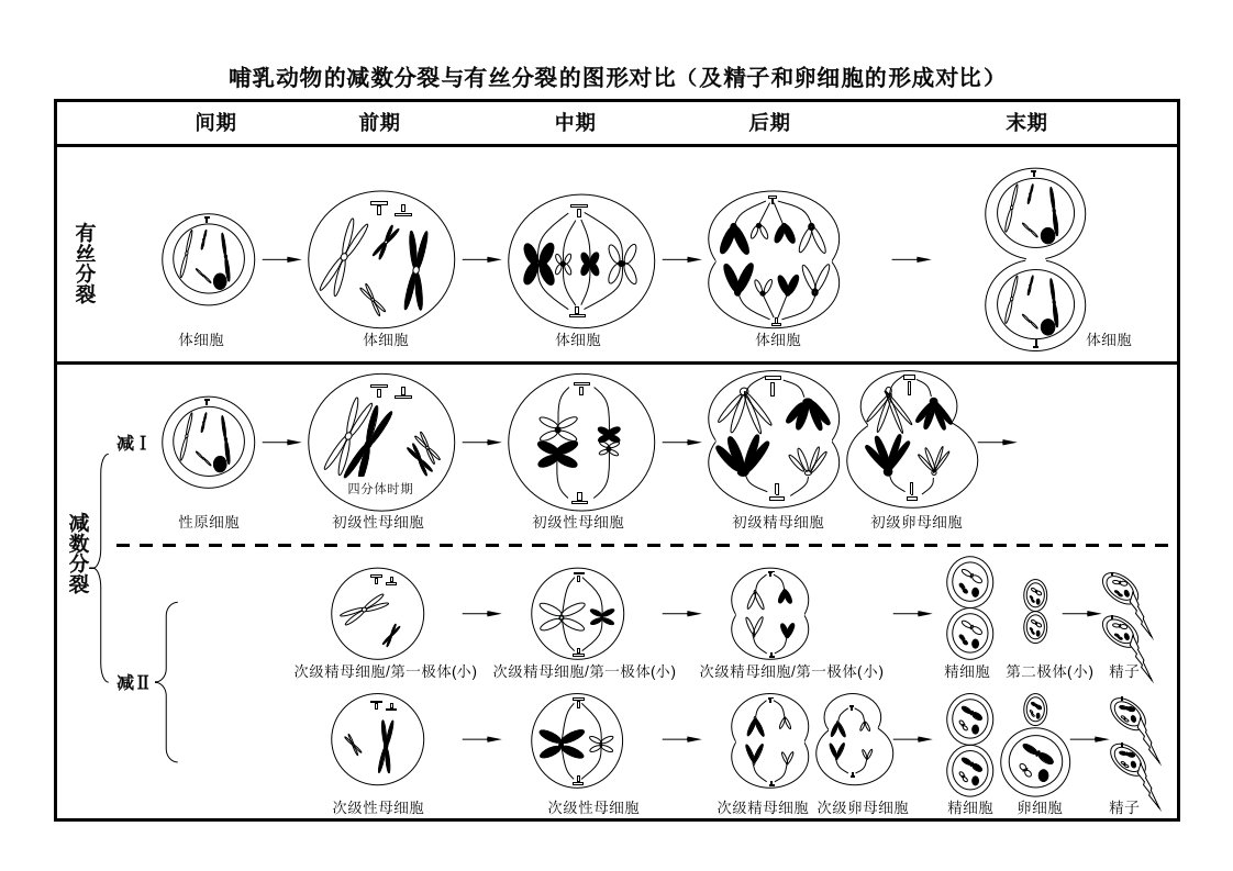 哺乳动物的减数裂有丝分裂的图形对比（及精子和卵细