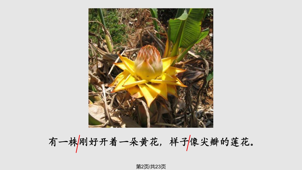 芭蕉花学习教程