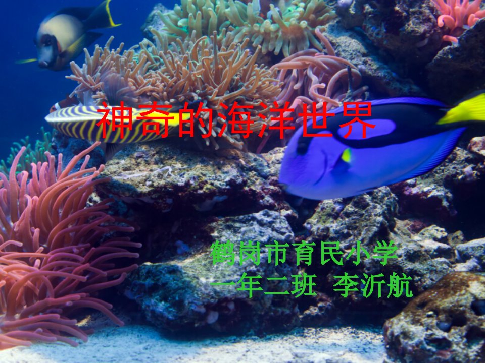 神奇的海洋世界探索