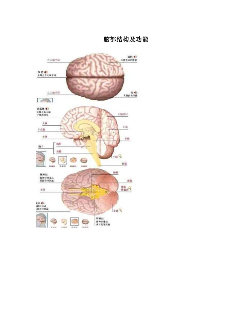 脑部结构及功能