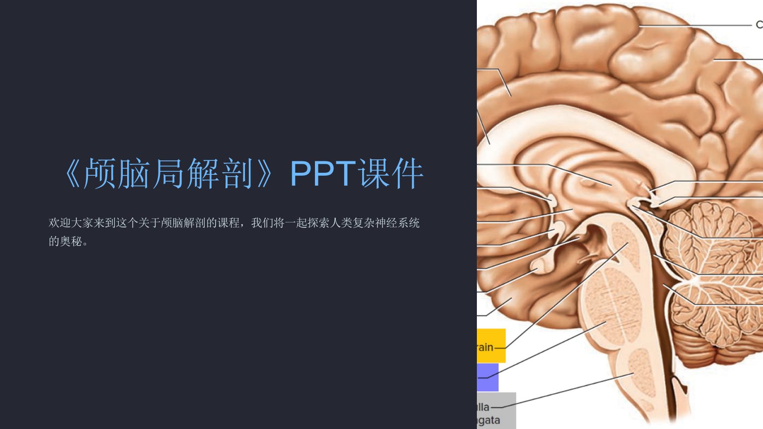 《颅脑局解剖》课件