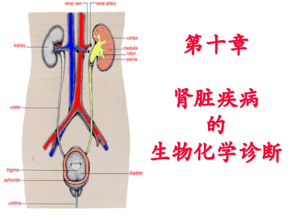 肾脏疾病的生物化学诊断