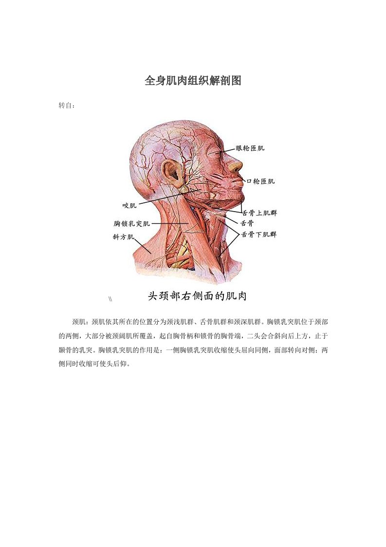 全身肌肉组织解剖图