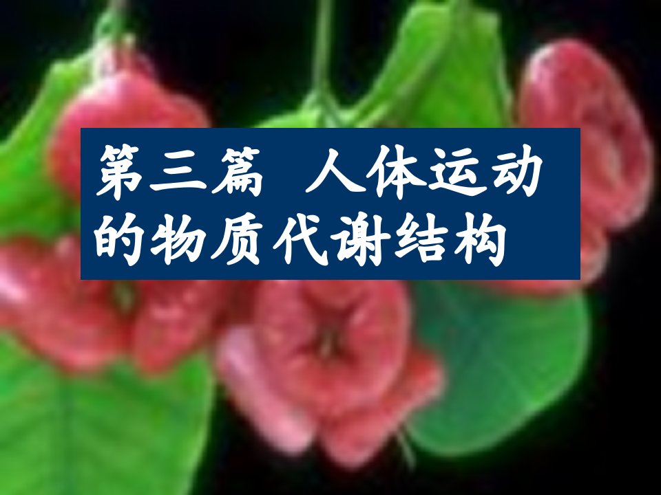 《级运动解剖学》PPT课件