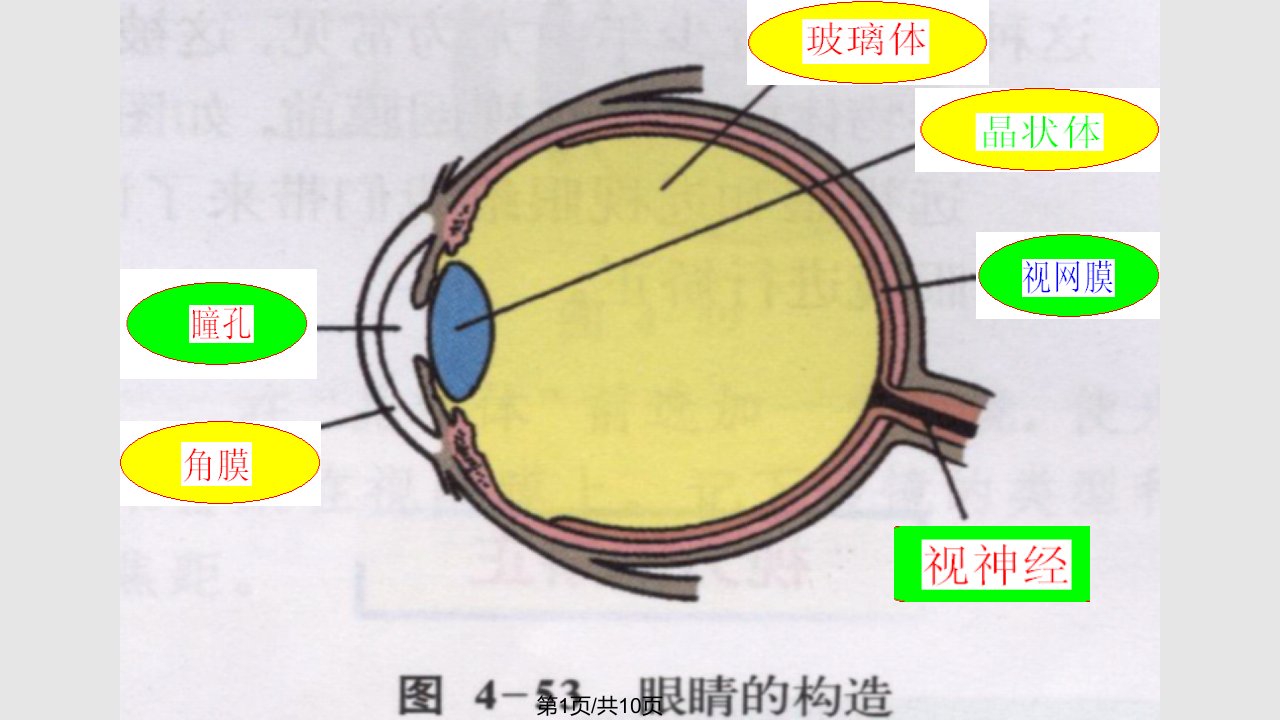 新课标沪科初中物理八年级眼睛与视力矫正PPT课件