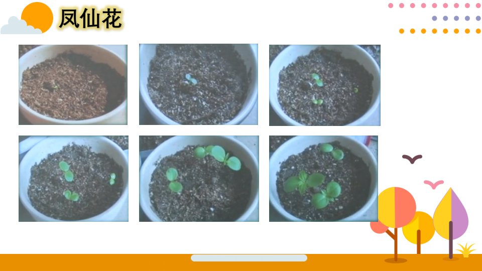 大象版(新教材)小学科学三年级下册3.5《硕果累累》教学ppt课件