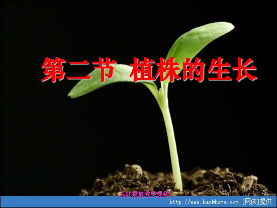 人教版初中七年级生物上册-植株的生长课件