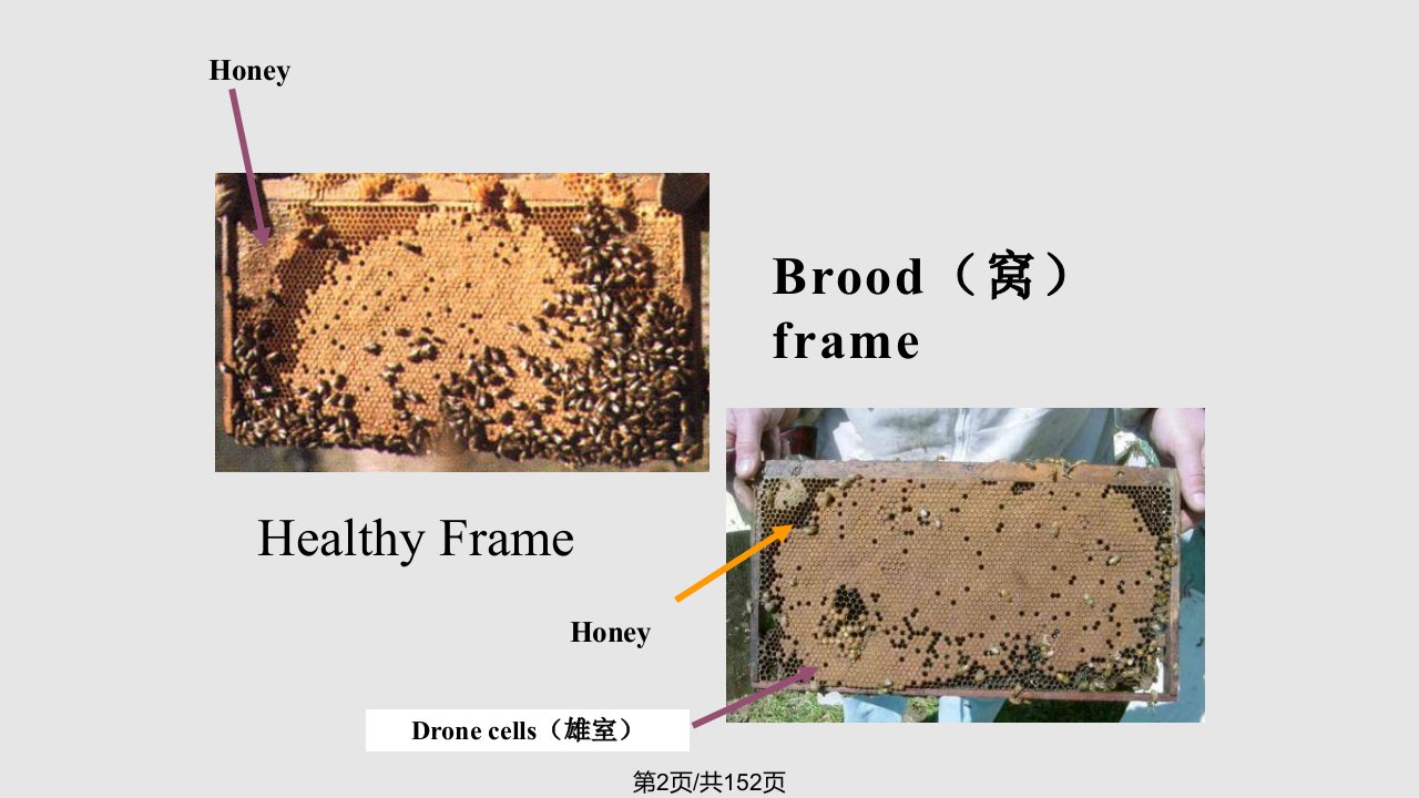 蜜蜂水产动物常见疫病