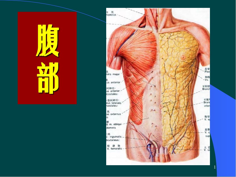 腹部局部解剖学医学PPT课件