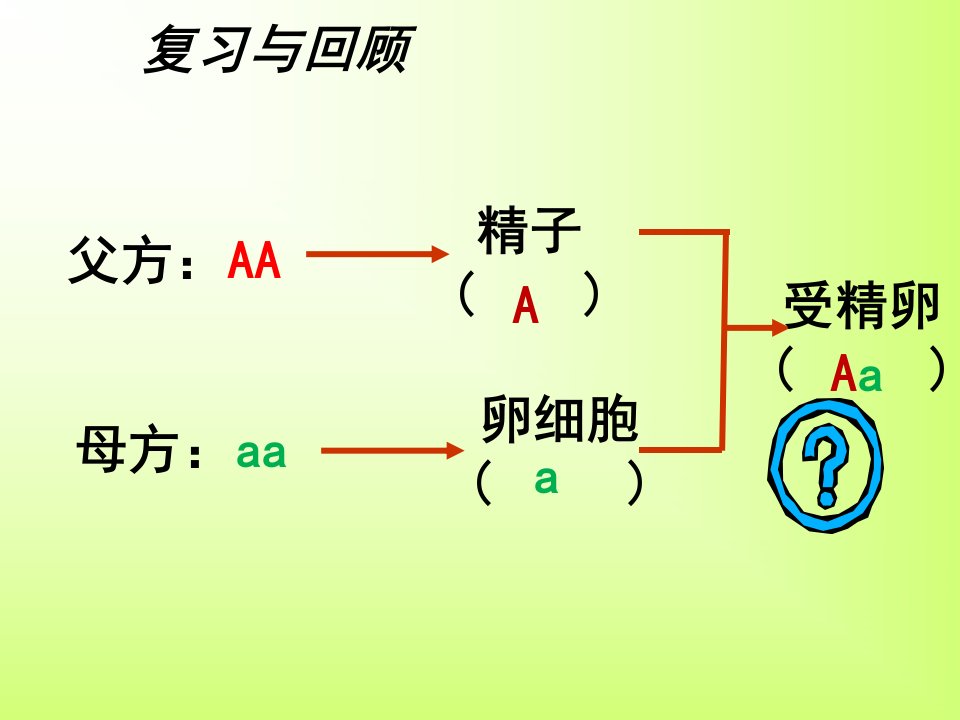 优质资源评选人教版八年级生物下册第七单元第二章第三节基因的显性和隐性共22张