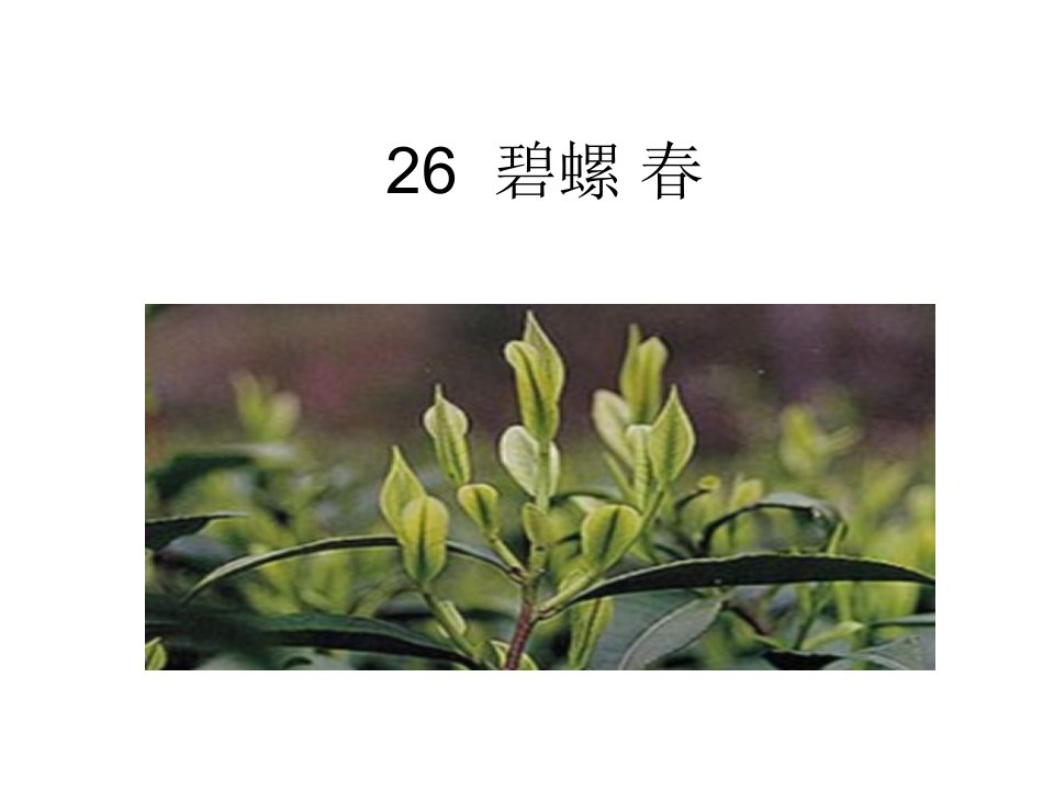 26碧螺春