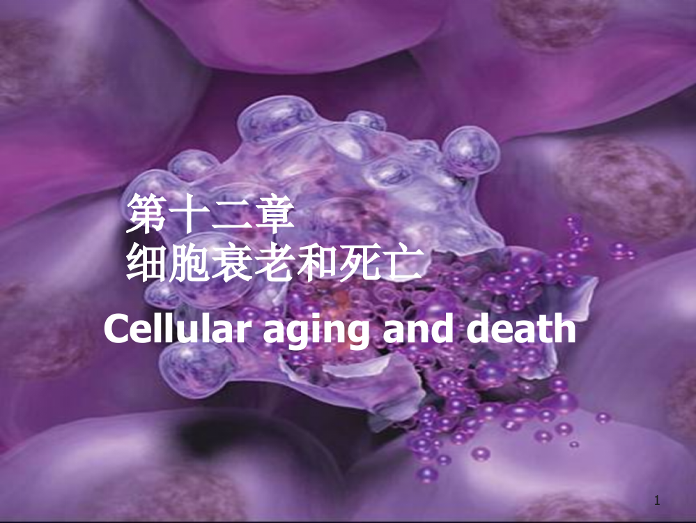 医学细胞生物学第十二章细胞的衰老和死亡ppt课件