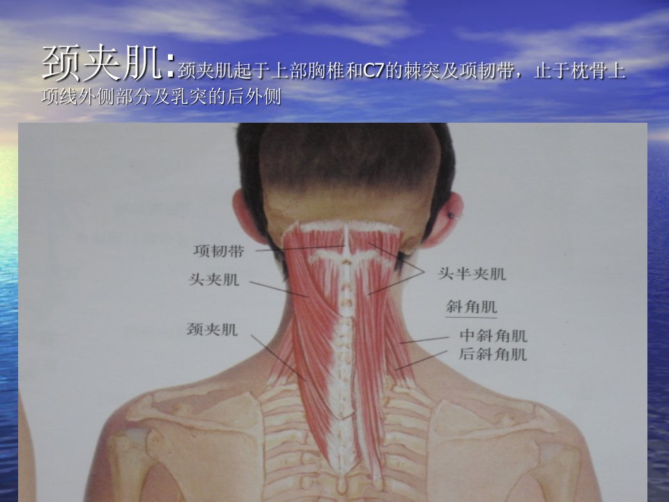 最新头颈部肌肉PPT课件