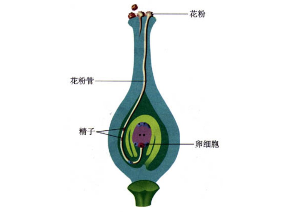 种皮胚胚乳