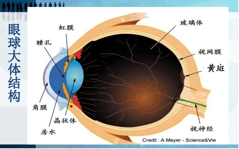 中西医结合治疗干眼症体会ppt课件