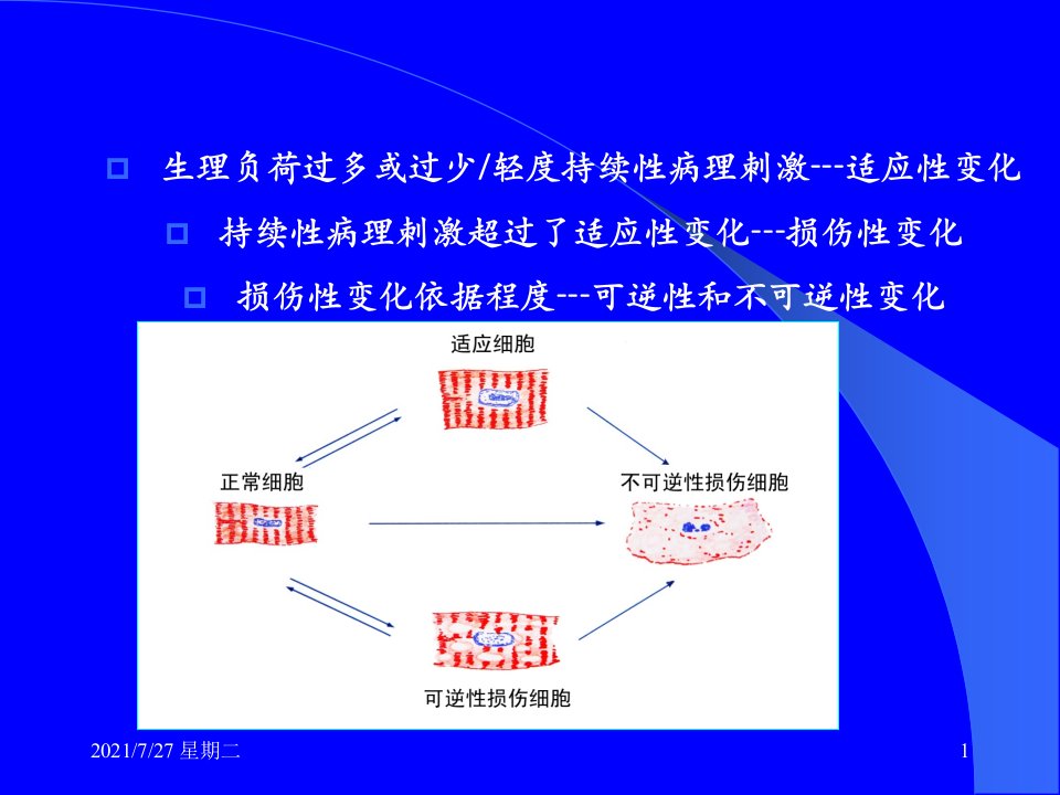 齐鲁医学细胞组织损伤和修复