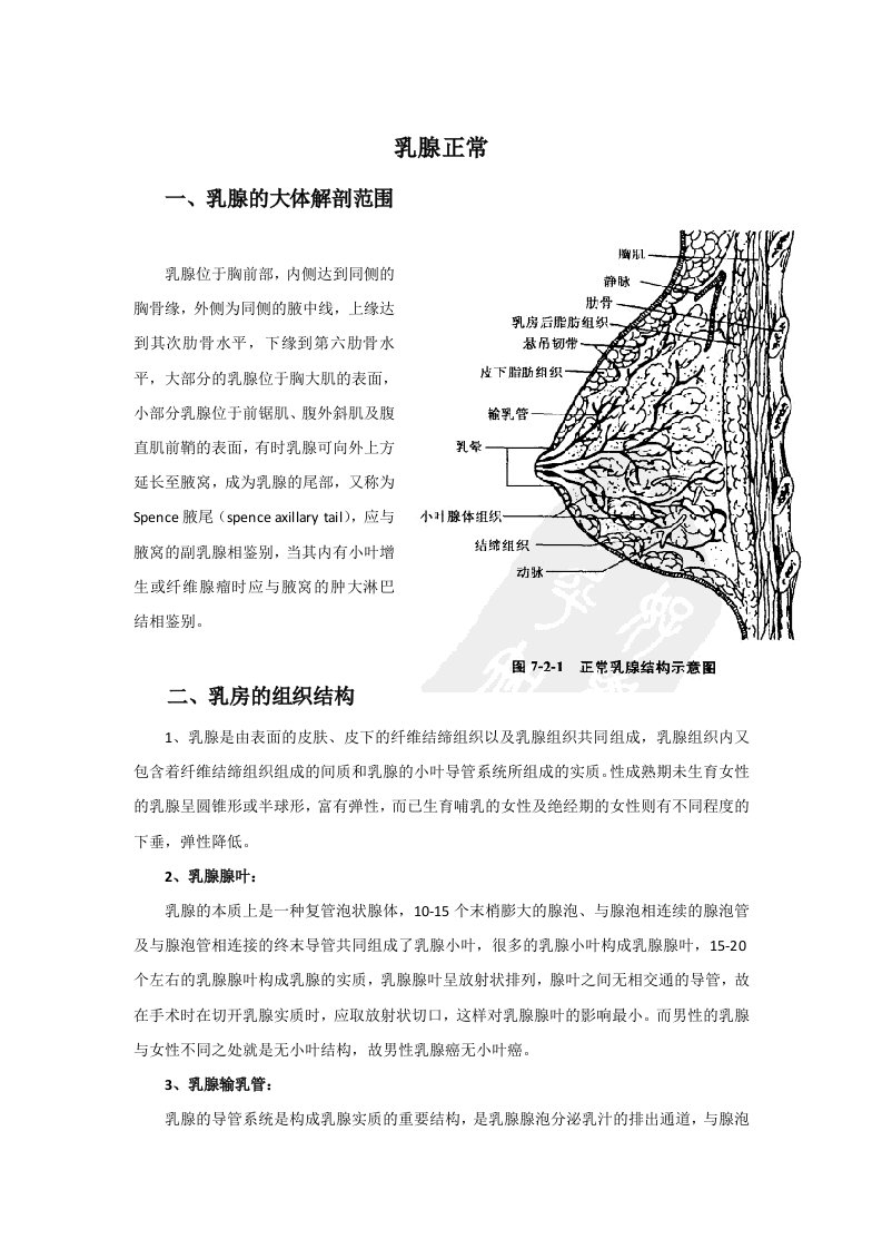 乳腺正常解剖组胚结构