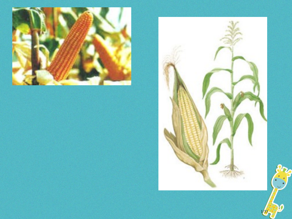 六年级生物下册313种子植物2省公开课一等奖新名师优质课获奖PPT课件