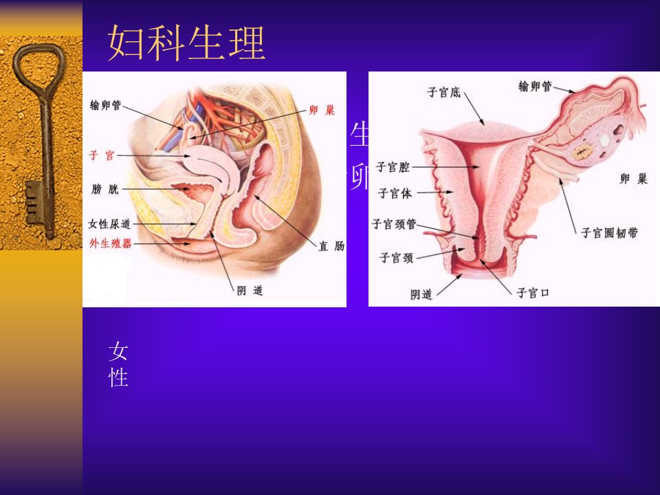 妇科腹腔镜手术配合ppt课件