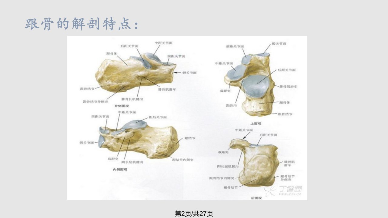 跟骨骨折课件