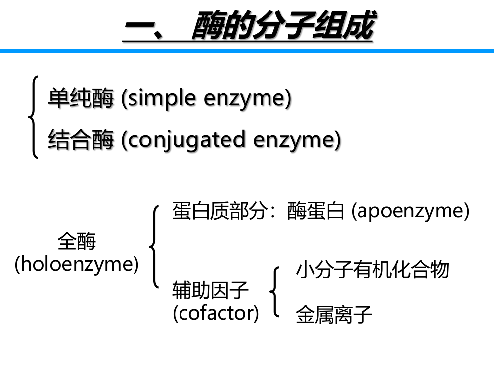 酶的结构与功能