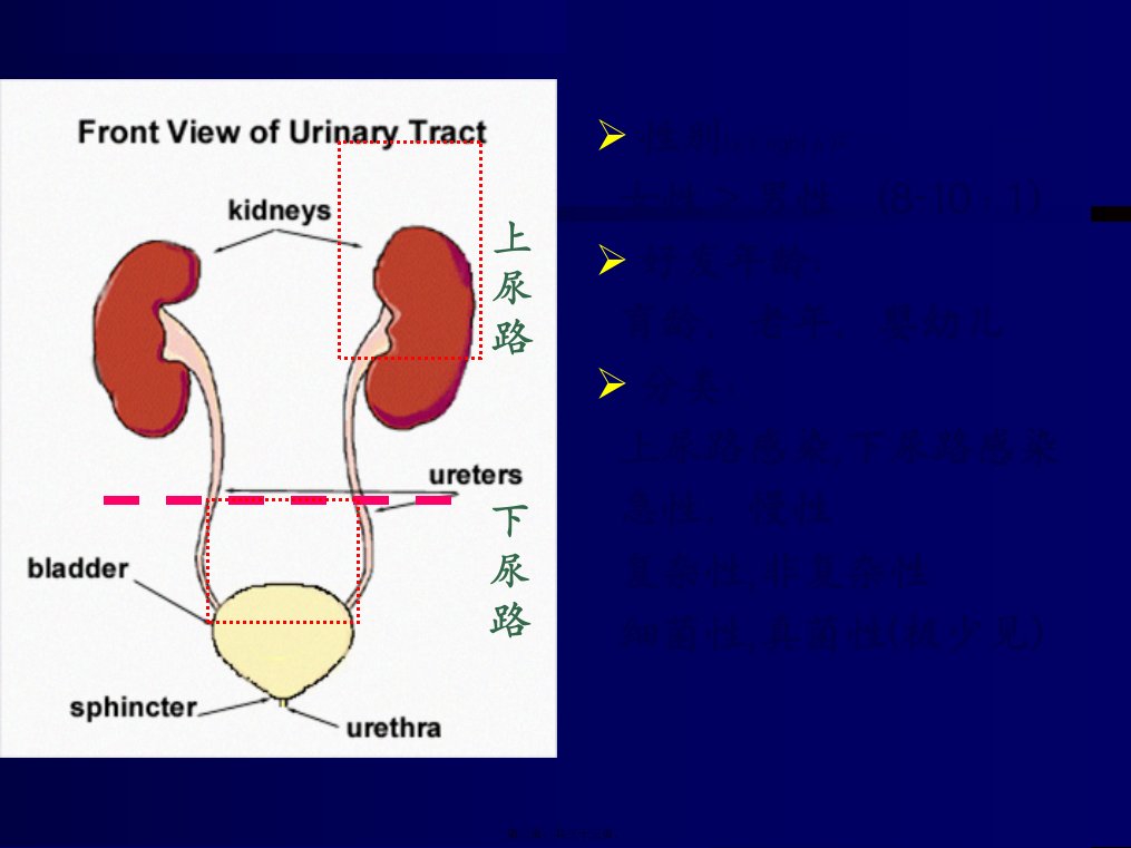 医学专题尿路感染PPT概述