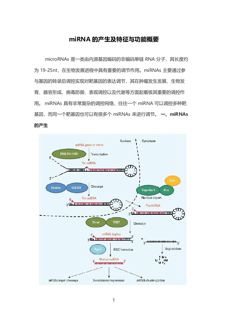 miRNA的产生及特征与功能概要