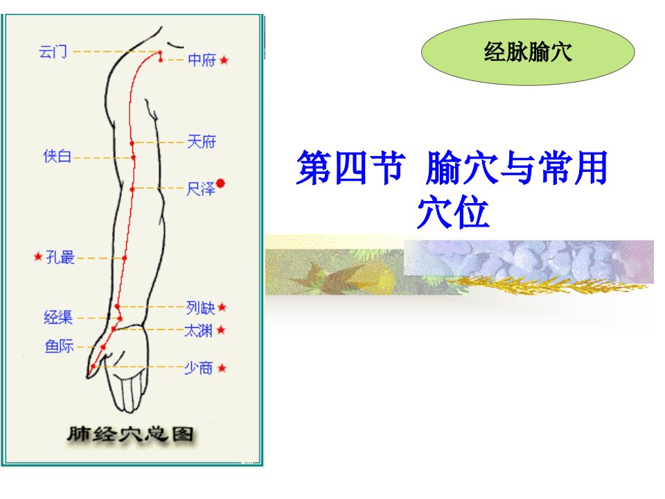 腧穴与常用穴位