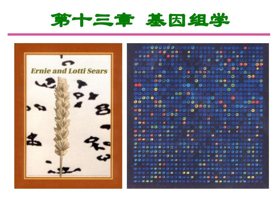 普通遗传学第十三章基因组学