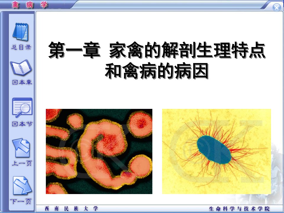 家禽的解剖生理特点和禽病的病因