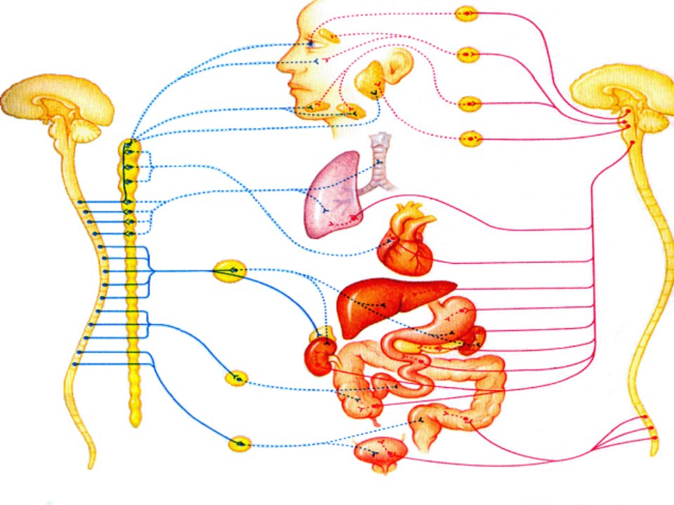 内脏神经内分泌课件