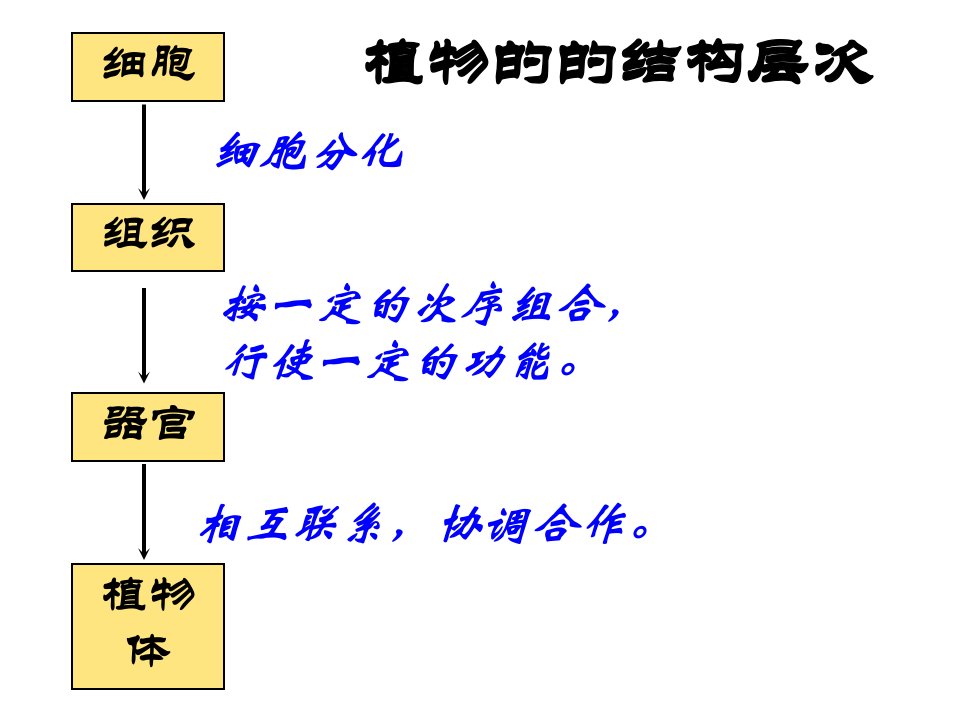 人体的结构层次