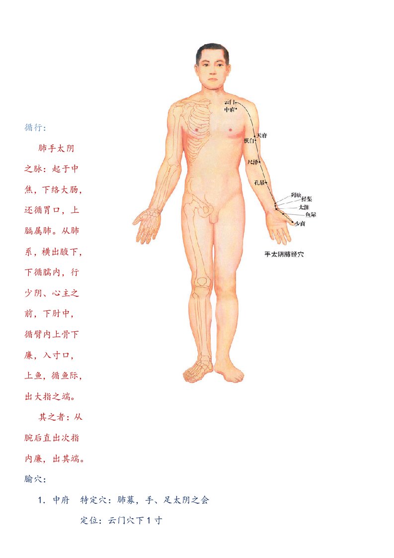 手太阴肺经的循性与穴位定位