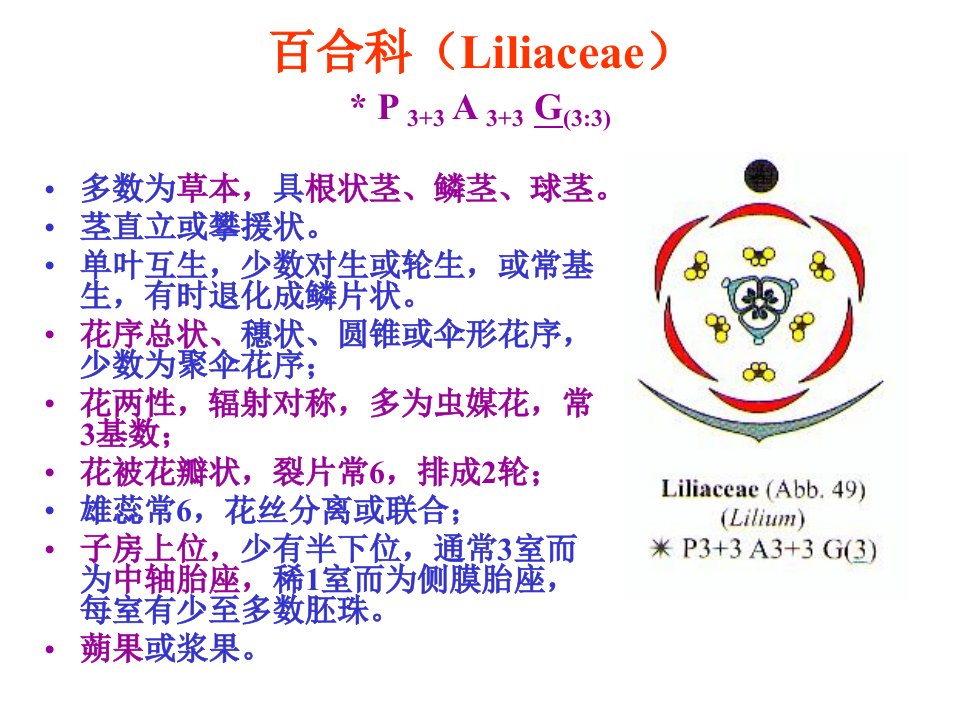 百合科介绍