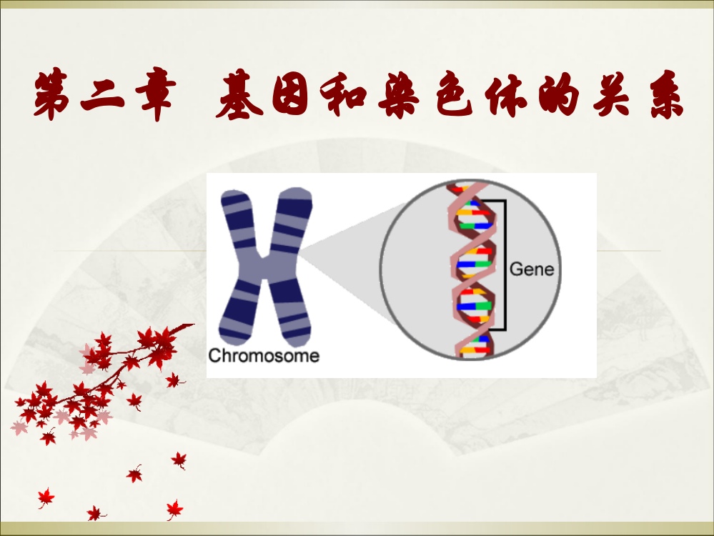 《减数分裂和受精作用》课件2