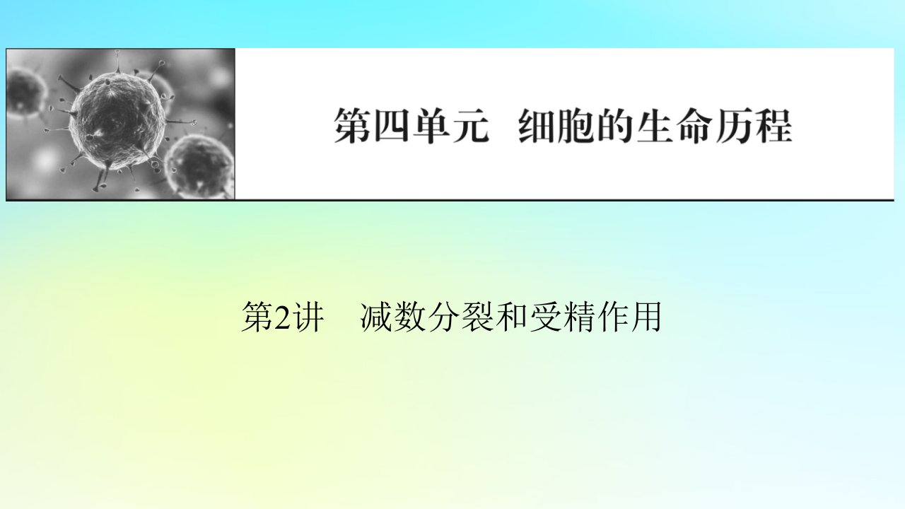 2024版高考生物一轮总复习第四单元细胞的生命历程第2讲减数分裂和受精作用课件